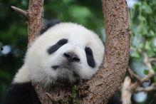 围观吃瓜大熊猫视频大全,大熊猫吃瓜视频大盘点，萌态百出引围观