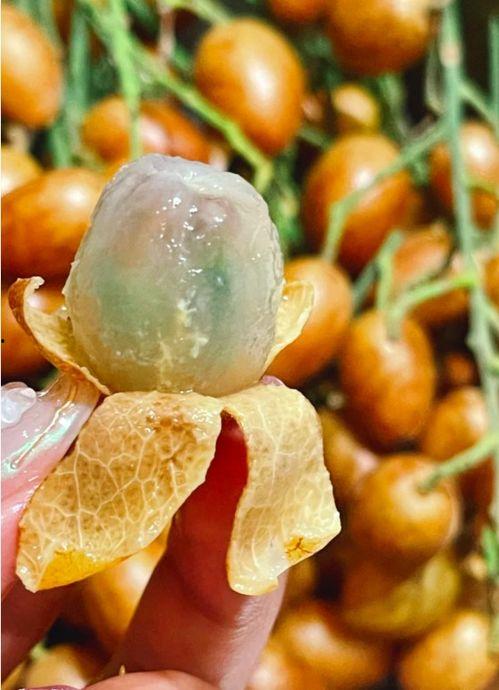 柯基可以吃黄皮瓜吗视频,柯基狗狗能否享用黄皮瓜美味小食？揭秘宠物饮食安全