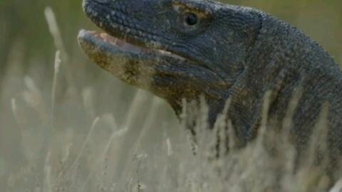 吃瓜蜥蜴视频解说,揭秘热门视频背后的趣味解说