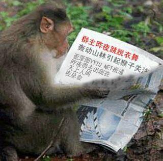 猴子吃瓜视频搞笑文案,搞笑视频里的欢乐食瓜时刻