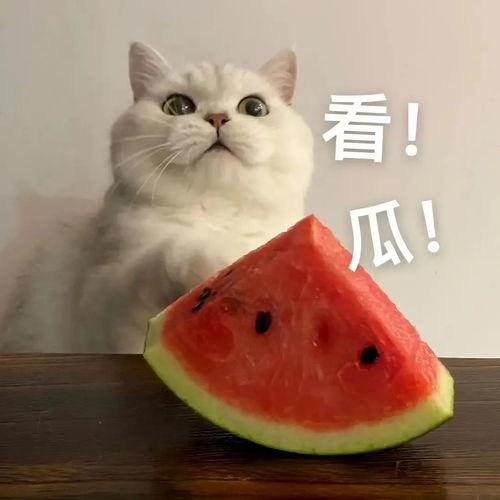 吃瓜小美小帅视频大全,趣味视频大全，欢乐时光尽在其中