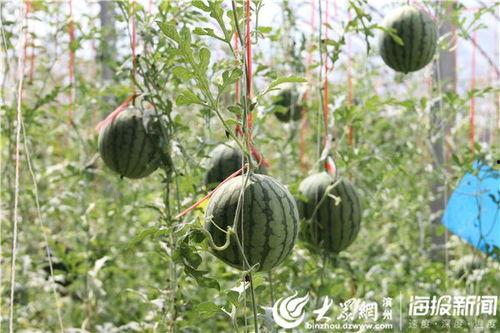 金湖公园吃瓜事件始末视频,一场引发热议的公共冲突始末