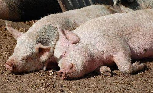 猪吃羊角瓜视频,萌态十足引网友热议