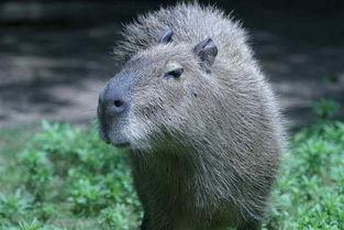 吃瓜视频大全水豚,吃瓜视频大全中的天然萌物