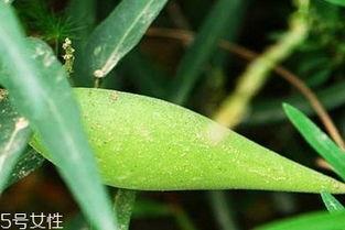 梢瓜怎么吃视频,视频教你轻松烹饪