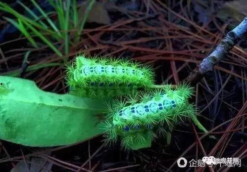 吃瓜叶子的害虫图片视频,瓜叶害虫识别与防治攻略