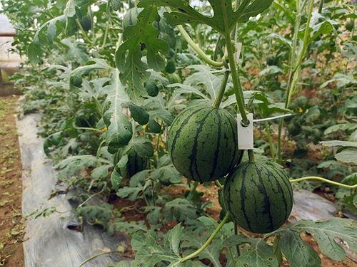 中牟县吃瓜视频,揭秘当地特色美食文化