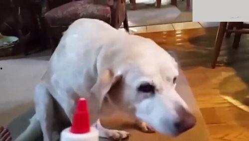 狗子吃瓜主人喂食视频,狗狗吃瓜，主人笑纳喂食瞬间