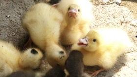 鸭子会吃小瓜吗视频播放,揭秘鸭子的饮食习惯