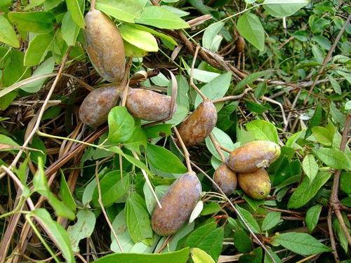 吃八月瓜的视频大全,视频大全带你领略田园风味