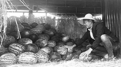 古镇吃瓜群众事件视频大全,视频大全背后的热议与真相