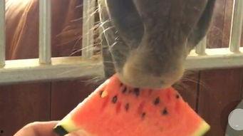 马吃瓜搞笑视频大全下载,欢乐无限，笑料横生