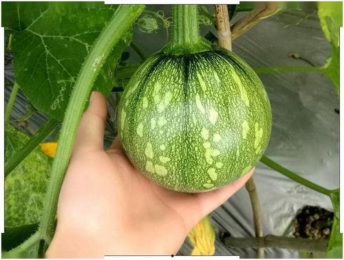 圆水瓜怎么吃才好吃视频