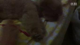 丁姐的吃瓜视频