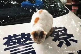 流浪猫吃瓜视频,萌态视频走红网络