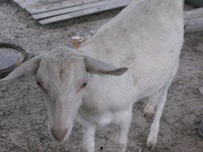 山羊吃不吃佛手瓜呢视频,吃与不吃之谜