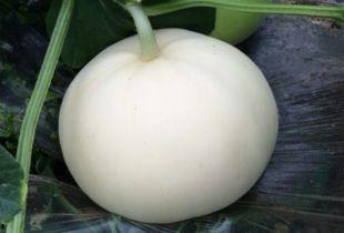 吃梨瓜回奶吗是真的吗视频