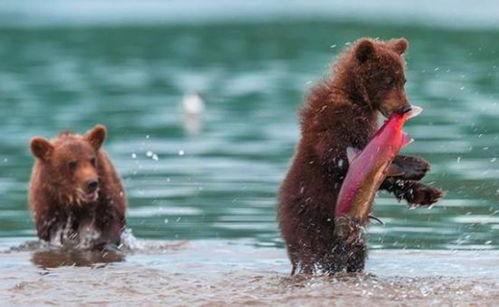 吃瓜小熊折腰视频大全,欢乐搞笑瞬间大盘点