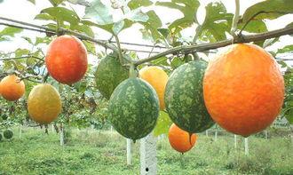 福建吊瓜怎么吃才好吃视频