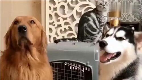 二哈吃大骨瓜好吗视频大全,趣味视频大盘点