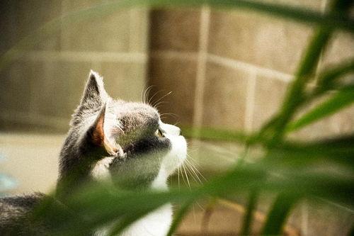 土瓜小猫咪可以吃吗视频,营养与风险并存的真相