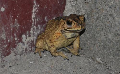 喷水蛙吃瓜视频下载