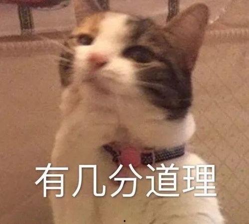 带你吃瓜奇怪的猫咪视频,带你领略猫咪的另类趣味