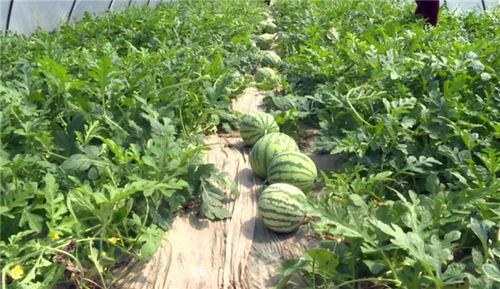 阳江最新吃瓜事件视频,视频揭秘惊人真相