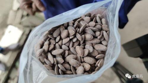 最赚钱的吃瓜视频是什么,最赚钱的吃瓜视频背后的惊人秘密