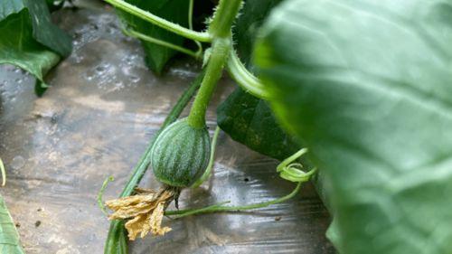 吃瓜的味道视频,视频带你领略瓜果香韵