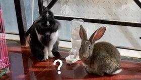 兔子吃不吃白瓜呢视频大全,白瓜在兔子饮食中的地位