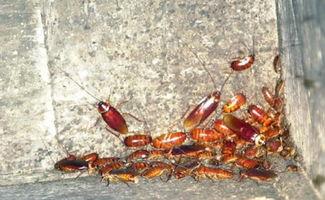 阿瓜有虫吃吗会中毒吗视频,虫子食用安全与中毒风险揭秘