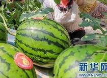 吃瓜事件邹城最新消息视频,最新视频揭露惊人内幕