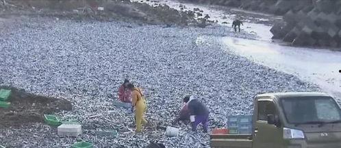 渔民吃瓜现场视频,欢乐渔村生活瞬间